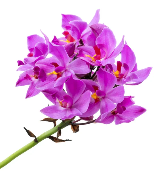 Mor orkide, Filipin zemin orkidesi, beyaz arka planda izole tropik çiçekler, kırpma yolu ile