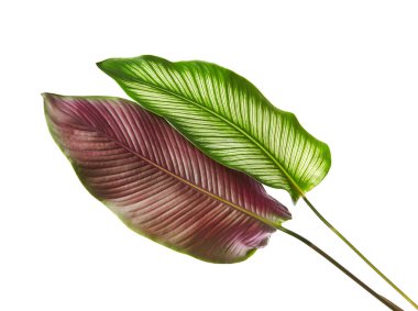 Calathea ornata (ince çizgili Calathea) yaprakları, tropikal yapraklar beyaz arka planda izole edilmiş, kırpma yolu ile