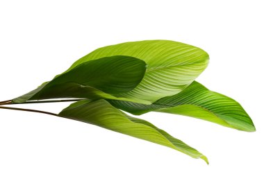 Calathea yeşilliği, egzotik tropikal yaprak, kırpma yolu ile beyaz arka planda izole