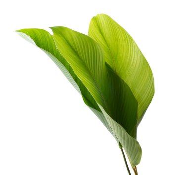 Calathea yeşilliği, egzotik tropikal yaprak, kırpma yolu ile beyaz arka planda izole