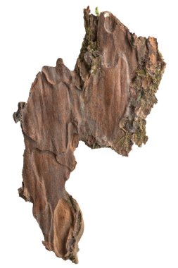 Ağaç kabuğu yapraklı liken, ağaç kabuğu beyaz arka planda izole, kırpma yolu ile 