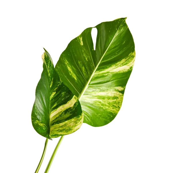 Djävulens Murgröna Gyllene Gropar Epipremnum Aureum Isolerad Vit Bakgrund Med — Stockfoto