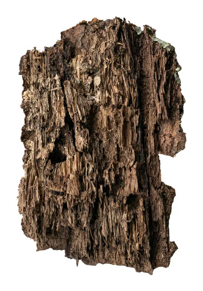이무성 나무껍질 배경에 분리되어 나무껍질 — 스톡 사진