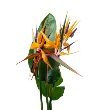 Yapraklı Strelitzia reginae çiçeği, cennet kuşu çiçeği, beyaz arka planda izole edilmiş tropik çiçek, kırpma yolu ile
