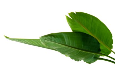Strelitzia reginae leaves, Bird of paradise foliage, Tropical leaf isolated on white background with clipping path clipart