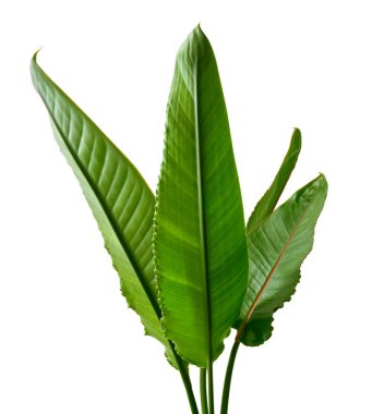 Strelitzia reginae yaprakları, cennet kuşu yaprakları, beyaz arka planda izole tropikal yaprak kırpma yolu ile