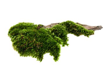 Çam kabuğunda yosun ya da yosun, ağaç kabuğunda yeşil yosun beyaz arka planda izole edilmiş, kırpma yolu ile 