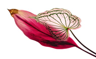  Caladium bicolor ve Ti plant, Pembe yaprak beyaz arkaplanda izole edilmiş, kırpma yolu ile                              