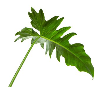 Egzotik Philodendron yaprağı, Philodendron 'un yeşil yaprakları beyaz arka planda izole edilmiş, kırpma yolu ile