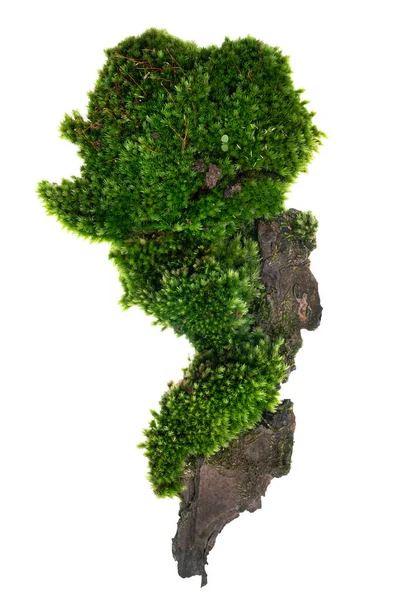 Moss Mosses Ένα Φλοιό Πεύκου Πράσινα Βρύα Ένα Φλοιό Δέντρου — Φωτογραφία Αρχείου