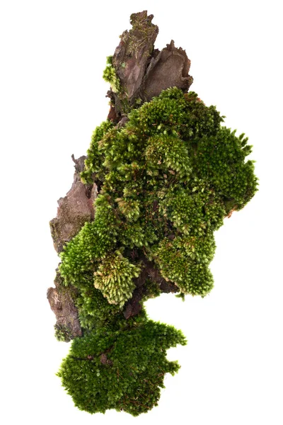 松树树皮上的苔藓或苔藓 树皮上的绿色苔藓 白色背景隔离 有修剪路径 — 图库照片