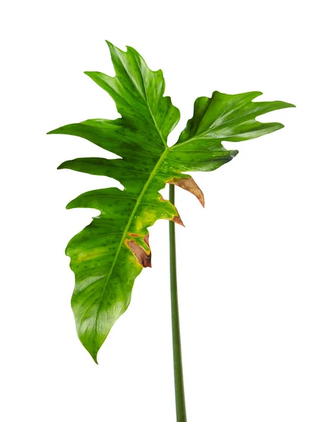 Exotische Hybride Philodendron Blad Groene Bladeren Van Philodendron Geïsoleerd Witte — Stockfoto
