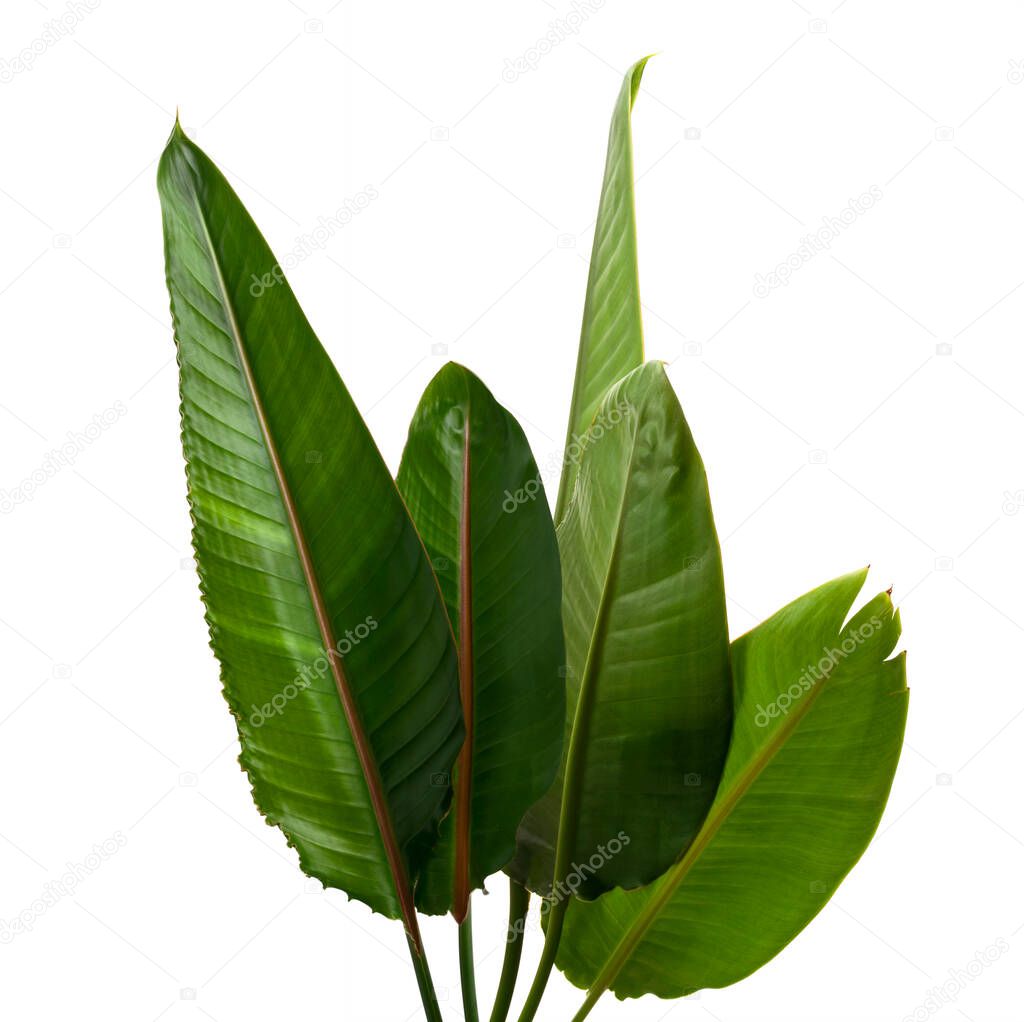 Strelitzia reginae leaves, Bird of paradise foliage, Tropical leaf isolated on white background with clipping path