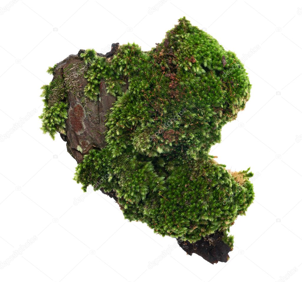 Moss or Mosses on a pine bark, Green moss on a tree bark isolated on white background, with clipping path 