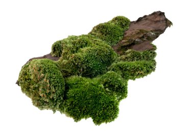 Çam kabuğunda yosun ya da yosun, ağaç kabuğunda yeşil yosun beyaz arka planda izole edilmiş, kırpma yolu ile