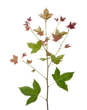 Acer yaprakları, renkli akçaağaç yaprakları, kırpma yolu ile beyaz arkaplanda izole