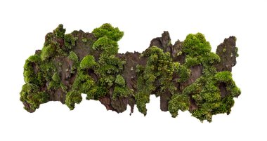 Çam kabuğunda yosun ya da yosun, ağaç kabuğunda yeşil yosun beyaz arka planda izole edilmiş, kırpma yolu ile