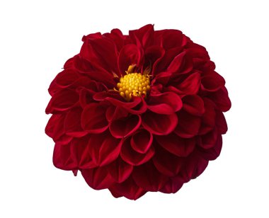 Yeşil yapraklı Dahlia çiçeğini kapat, beyaz arka planda izole edilmiş, kırpma yolu ile 