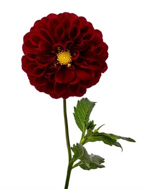 Yeşil yapraklı Dahlia çiçeğini kapat, beyaz arka planda izole edilmiş, kırpma yolu ile 