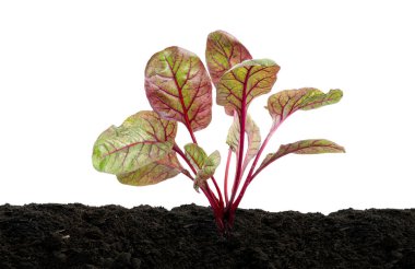 Chard veya Swiss chard sebzesi, toprakta yetişen genç pazı bitkisi, kesme yolu olan beyaz arka planda izole edilmiş.