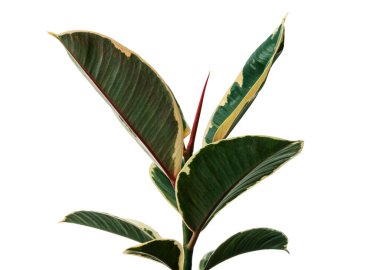 Değişik Hint Kauçuk bitkisi kesme yolu ile beyaz arkaplanda izole