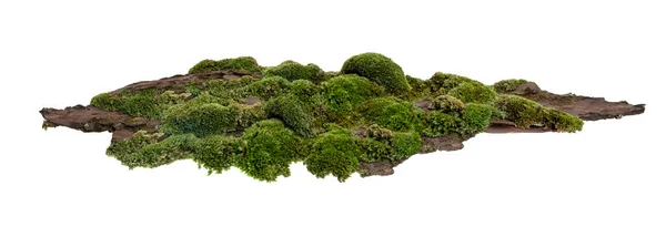 Moss Mosses Ένα Φλοιό Πεύκου Πράσινα Βρύα Ένα Φλοιό Δέντρου — Φωτογραφία Αρχείου