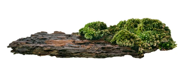 Moss Nebo Mojžíš Borovicové Kůře Zelený Mech Stromové Kůře Izolované — Stock fotografie
