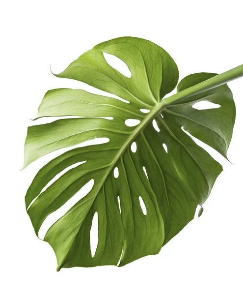 Monstera Deliciosa Leaf Swiss Cheese Plant Isolated White Background Clipping — Stock Photo, Image