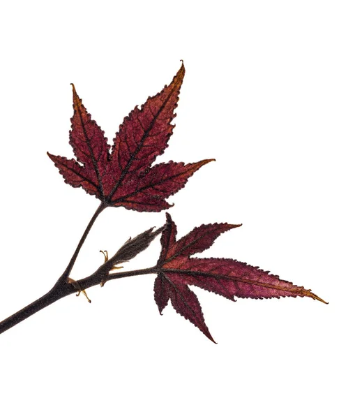 Acer Foliage Colorful Maple Leaves Isolated White Background Clipping Path — Stock Photo, Image