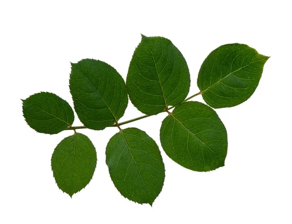 Listoví Růže Zelený List Růže Izolované Bílém Pozadí Výstřižkovou Cestou — Stock fotografie