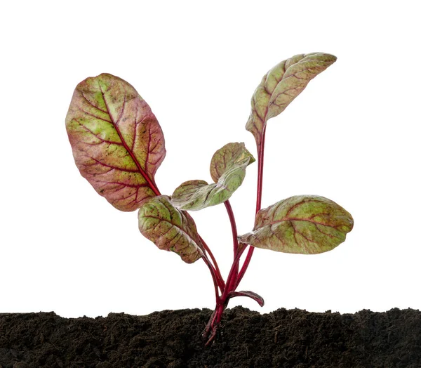 Chard Swiss Chard Vegetable Young Chard Plant Growing Soil Isolated — Stock Photo, Image