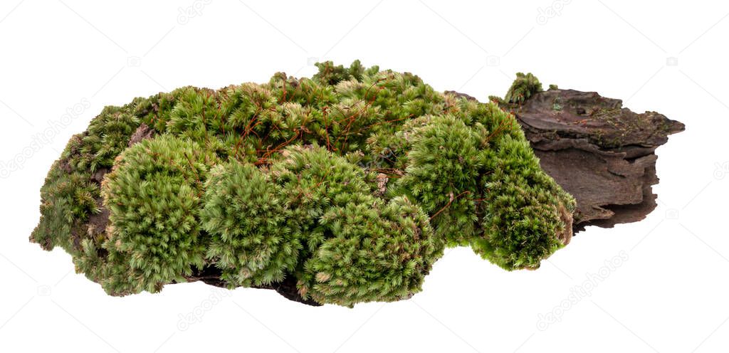 Moss or Mosses on a pine bark, Green moss on a tree bark isolated on white background, with clipping path
