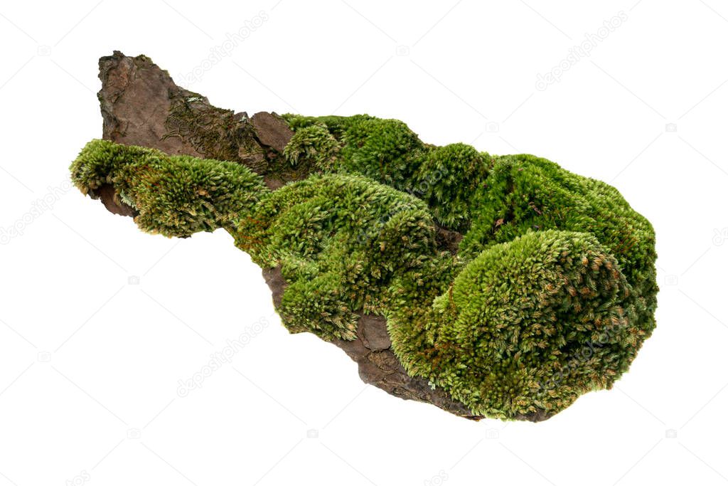 Moss or Mosses on a pine bark, Green moss on a tree bark isolated on white background, with clipping path