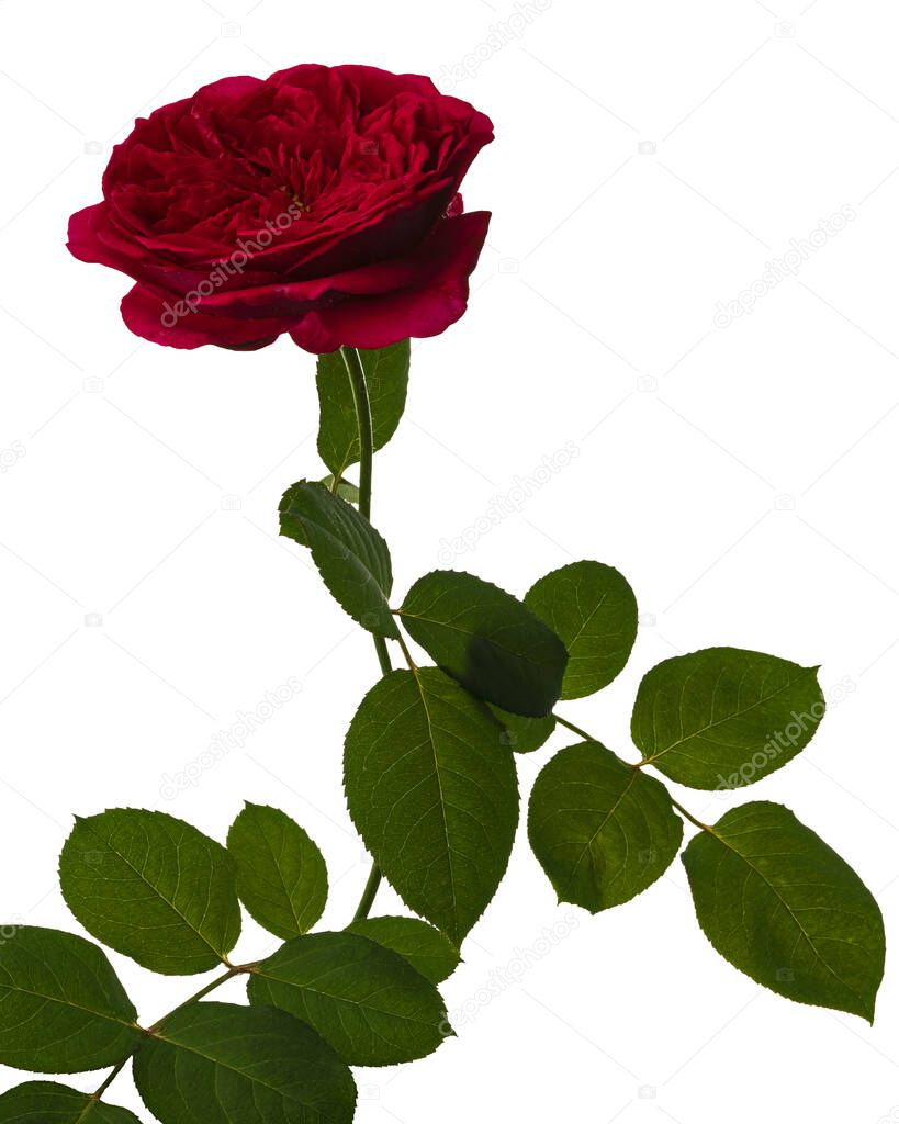 Red rose blossoms with leaves, Garden rose isolated on white background, with clipping path