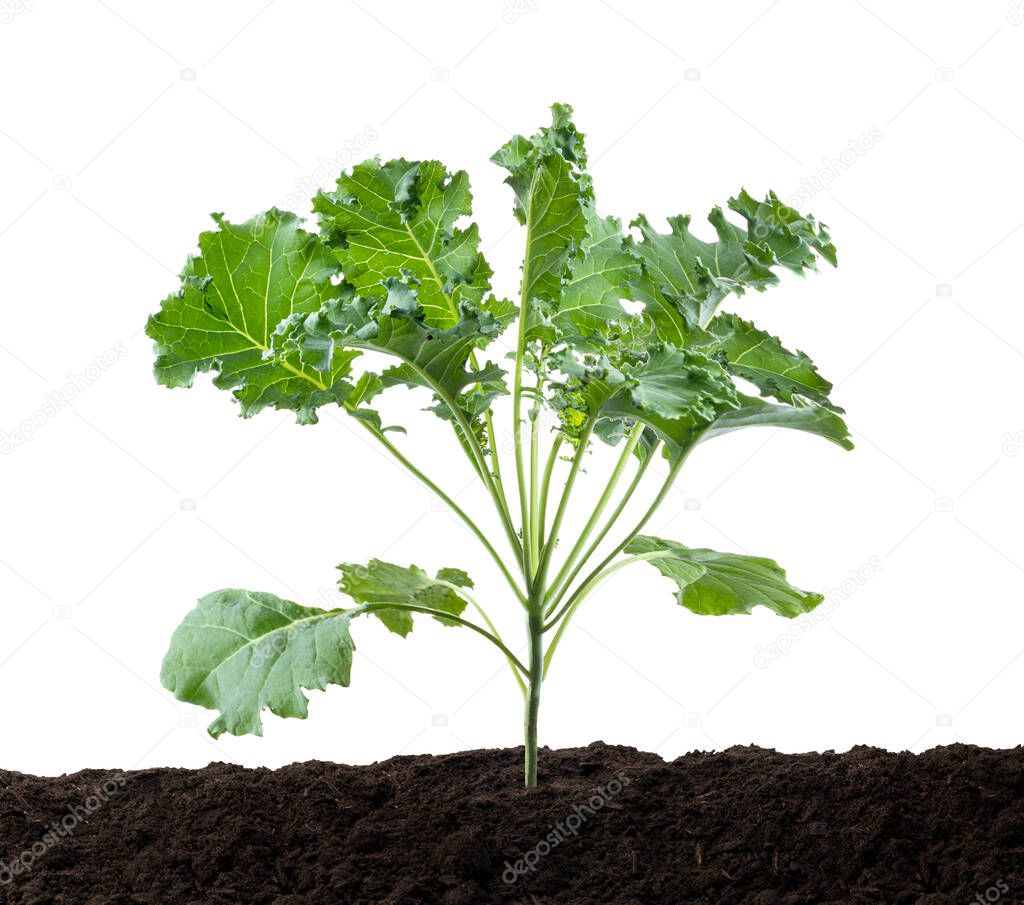 Curly kale or Organic blue curled scotch kale,  Kale plant growing in soil, isolated on white background with clipping path