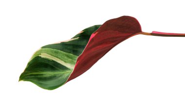 Stromanthe triostar yaprağı, tropikal yapraklar beyaz arka planda izole edilmiş, kırpma yolu ile  