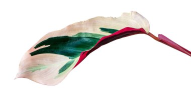 Stromanthe triostar yaprağı, tropikal yapraklar beyaz arka planda izole edilmiş, kırpma yolu ile  