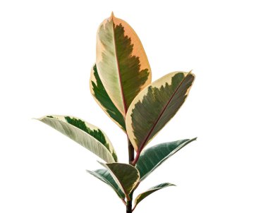 Değişik Hint Kauçuk bitkisi kesme yolu ile beyaz arkaplanda izole