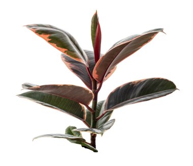 Değişik Hint Kauçuk bitkisi kesme yolu ile beyaz arkaplanda izole