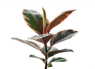 Değişik Hint Kauçuk bitkisi kesme yolu ile beyaz arkaplanda izole