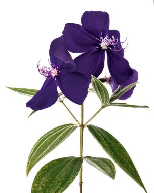 Yapraklı Malabar melastome çiçekleri, beyaz arka planda izole edilmiş tropikal mor çiçek, kırpma yolu ile 