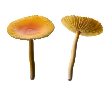 Amanita hemibapha mantarı, yaban mantarı beyaz arka planda izole edilmiş, kırpma yolu ile