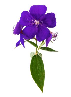 Yapraklı Malabar melastome çiçekleri, beyaz arka planda izole edilmiş tropikal mor çiçek, kırpma yolu ile 