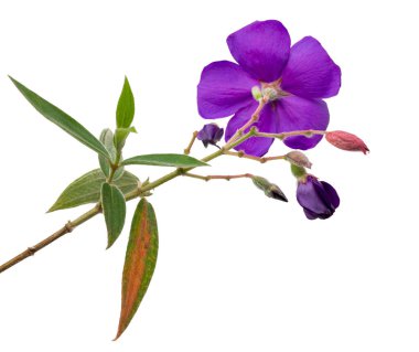 Yapraklı Malabar melastome çiçekleri, beyaz arka planda izole edilmiş tropikal mor çiçek, kırpma yolu ile 