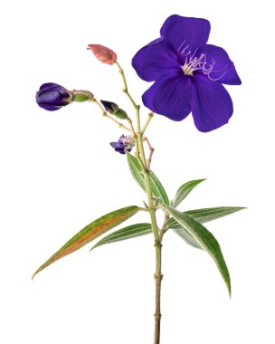 Yapraklı Malabar melastome çiçekleri, beyaz arka planda izole edilmiş tropikal mor çiçek, kırpma yolu ile 