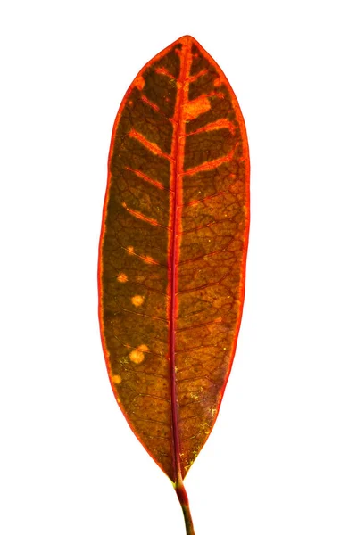 Variegatum Codiaeum Croton Kebun Atau Variegated Croton Dedaunan Menutup Daun — Stok Foto