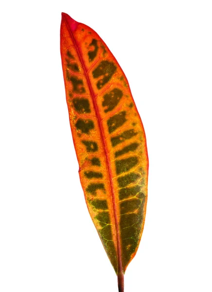Kodiaeum Variegatum Bahçe Croton Veya Çeşitli Croton Yaprakları Kırpma Yolu — Stok fotoğraf
