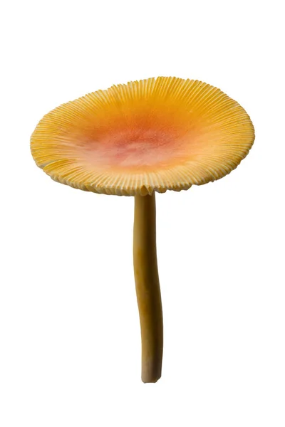 金银花 野蘑菇 白色背景分离 有剪枝路径 — 图库照片