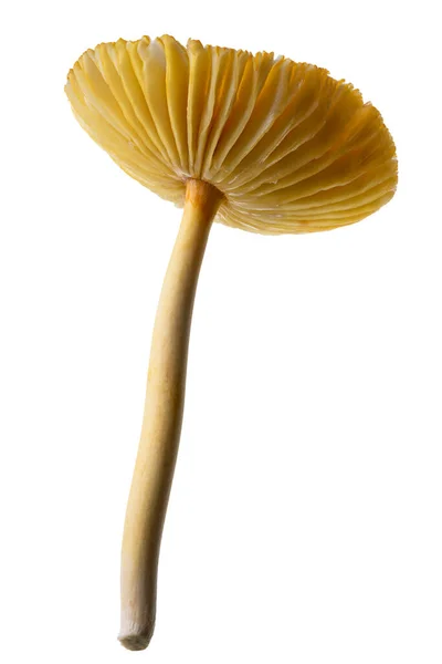 金银花 野蘑菇 白色背景分离 有剪枝路径 — 图库照片