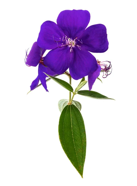 长有叶子的马拉巴花 白色背景的热带紫色花 有剪枝路径 — 图库照片